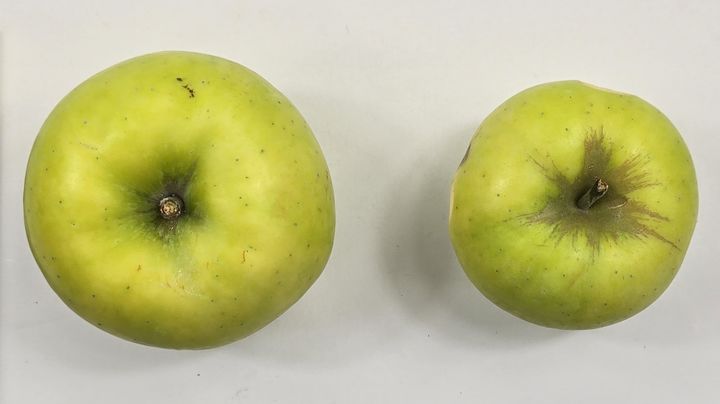 [세종=뉴시스] 농촌진흥청은 노란 사과 새 품종 '골든볼' 보급 증가에 따라 품질을 높일 수 있는 열매솎기(착과) 요령을 24일 소개했다. 사진은 골든볼 정면. (사진=농진청 제공) 2025.04.24. photo@newsis.com *재판매 및 DB 금지