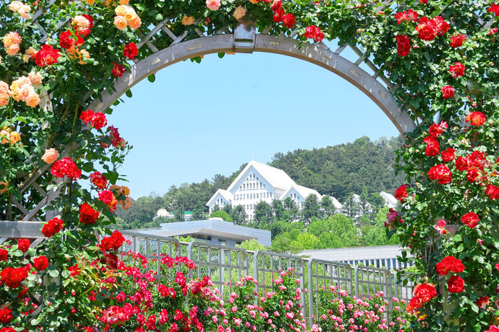 [광주=뉴시스] 지난해 조선대 장미원 모습. (자료사진 = 조선대 제공). 2025.04.24. photo@newsis.com *재판매 및 DB 금지