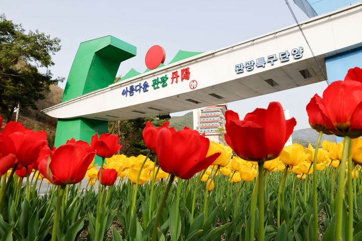 단양읍 상진리 도로에 만개한 튤립(사진=단양군 제공) *재판매 및 DB 금지