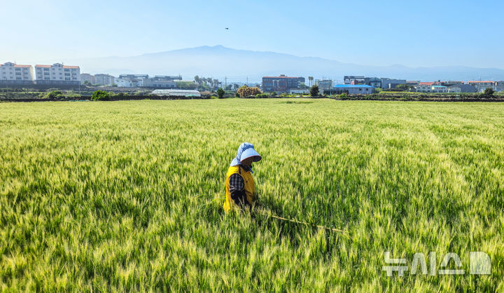 [제주=뉴시스] 우장호 기자 = 맑은 날씨를 보인 24일 오전 제주시 내도동의 한 보리밭에서 농민이 김매기를 하고 있다. 2025.04.24. woo1223@newsis.com