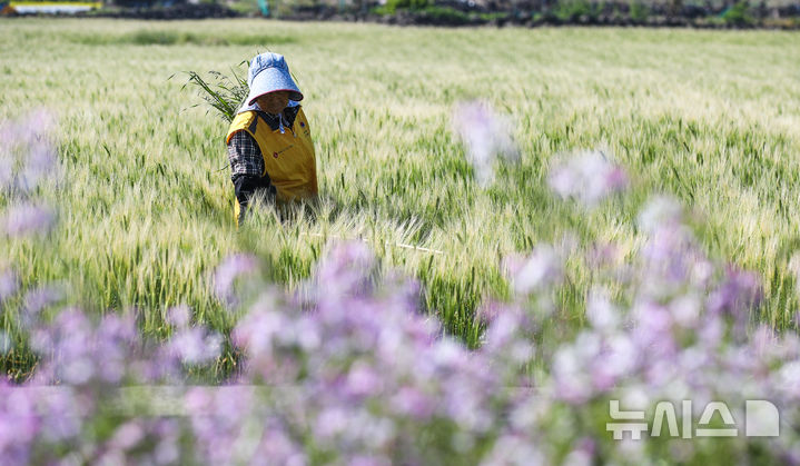 [제주=뉴시스] 우장호 기자 = 맑은 날씨를 보인 지난 4월24일 오전 제주시 내도동의 한 보리밭에서 농민이 김매기를 하고 있다. 2025.04.24. woo1223@newsis.com