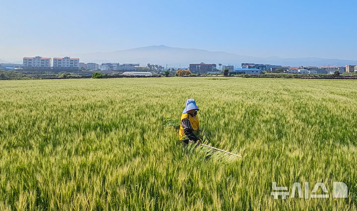 [제주=뉴시스] 제주시 한 보리밭에서 농민이 김매기를 하고 있다. (사진=뉴시스 DB). photo@newsis.com 