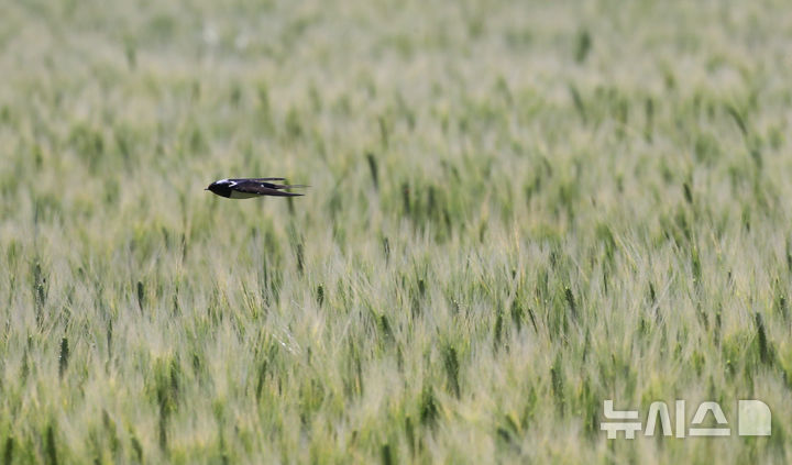 [제주=뉴시스] 우장호 기자 = 맑은 날씨를 보인 24일 오전 제주시 내도동에서 제비가 보리밭 위를 가르며 먹이활동을 하고 있다. 2025.04.24. woo1223@newsis.com