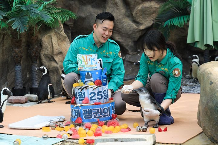 [서울=뉴시스] 세계 펭귄의 날(4월 25일)을 하루 앞둔 24일 경기 용인시 에버랜드에서 주키퍼(사육사)들이 펭귄에게 특식을 전달하고 있다. (사진=에버랜드 제공) 2025.04.24. photo@newsis.com *재판매 및 DB 금지