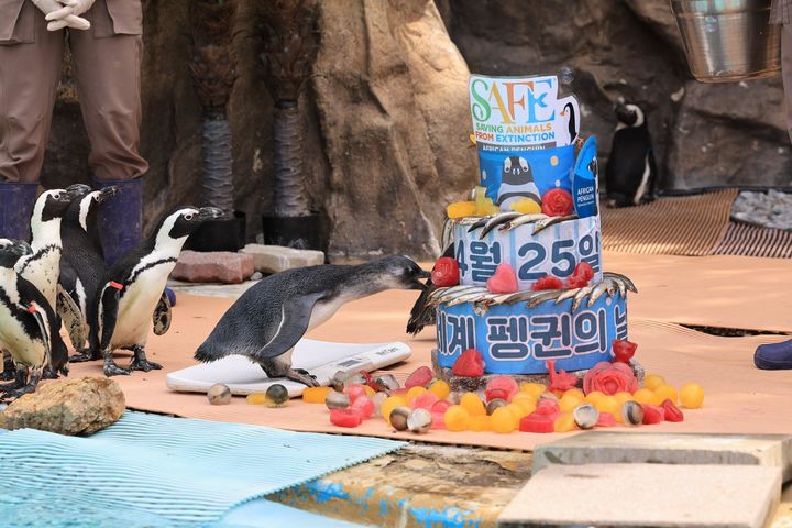 [서울=뉴시스] 세계 펭귄의 날(4월 25일)을 하루 앞둔 24일 경기 용인시 에버랜드에서 펭귄들이 특식을 먹고 있다. (사진=에버랜드 제공) 2025.04.24. photo@newsis.com *재판매 및 DB 금지