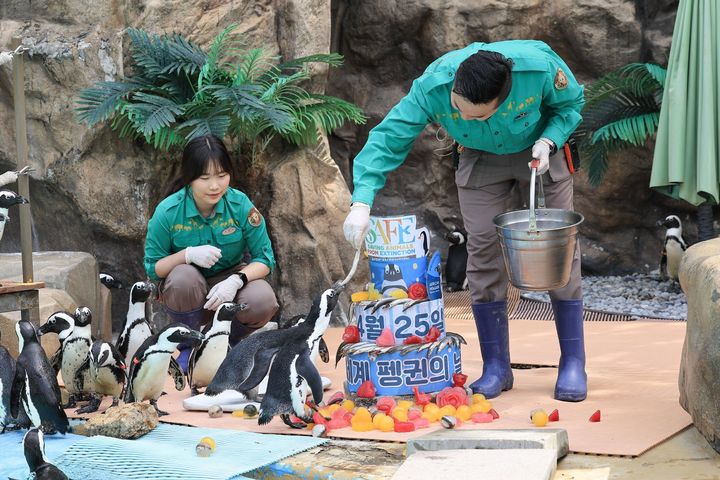 [서울=뉴시스] 세계 펭귄의 날(4월 25일)을 하루 앞둔 24일 경기 용인시 에버랜드에서 주키퍼(사육사)들이 펭귄에게 특식을 전달하고 있다. (사진=에버랜드 제공) 2025.04.24. photo@newsis.com *재판매 및 DB 금지