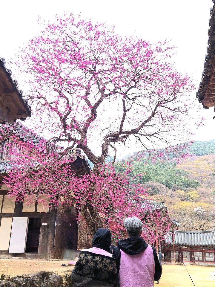 [서울=뉴시스] 대한불교조계종 19교구 지리산대화엄사 교구장 덕문스님은 25일 2025 제5회 화엄사 홍매화·들매화 사진 콘테스트의 응모작 심사 결과 수상작을 발표했다.이번 콘테스트는 '화엄! 홍매화의 향기를 머금고'라는 주제로 진행되었다. 사진 콘테스트 응모작은 총 1178점(전문작가 부문 493점, 휴대폰 카메라 부문 685점)이 접수되었다. 시상식은 오는 5월 5일 오전 10시다. 사진은 휴대폰카메라사진부문 리더스포럼 상임대표상(특별상) 수상작인 김은희 '무제'. (사진=화엄사 제공) 2025.04.25. photo@newsis.com *재판매 및 DB 금지