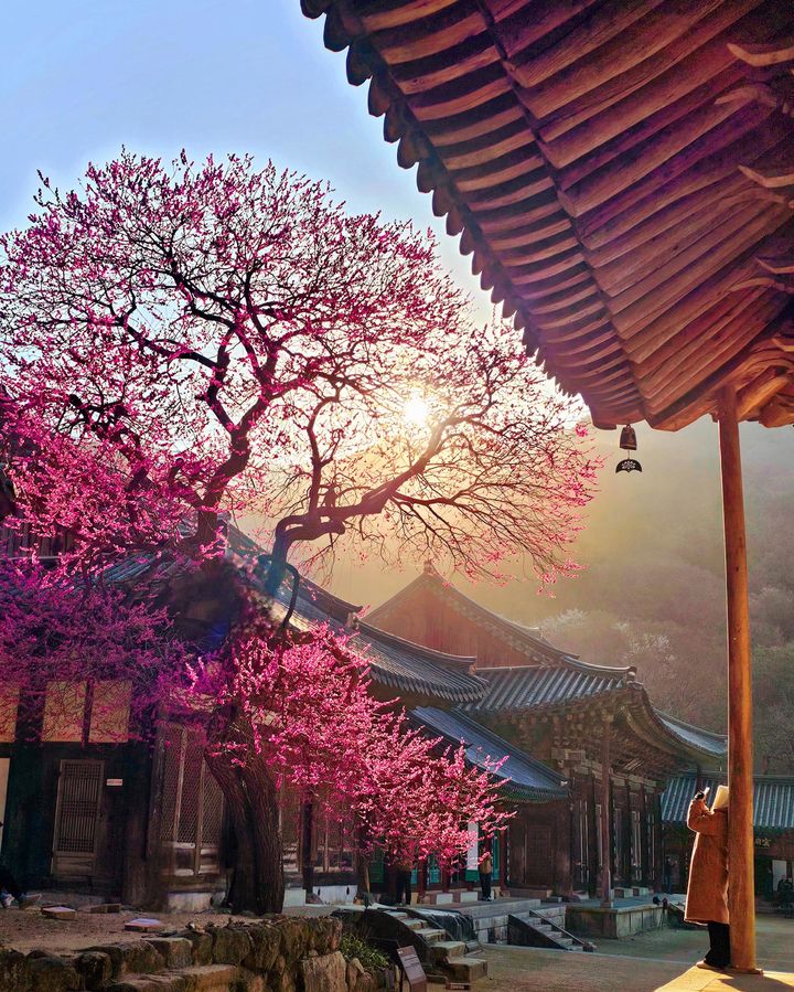 [서울=뉴시스] 대한불교조계종 19교구 지리산대화엄사 교구장 덕문스님은 25일 2025 제5회 화엄사 홍매화·들매화 사진 콘테스트의 응모작 심사 결과 수상작을 발표했다.이번 콘테스트는 '화엄! 홍매화의 향기를 머금고'라는 주제로 진행되었다. 사진 콘테스트 응모작은 총 1178점(전문작가 부문 493점, 휴대폰 카메라 부문 685점)이 접수되었다. 시상식은 오는 5월 5일 오전 10시다. 사진은 휴대폰카메라사진부문 총무국장스님상 수상작인 유진영 '홍매화의 아침, 그리고 나'. (사진=화엄사 제공) 2025.04.25. photo@newsis.com *재판매 및 DB 금지