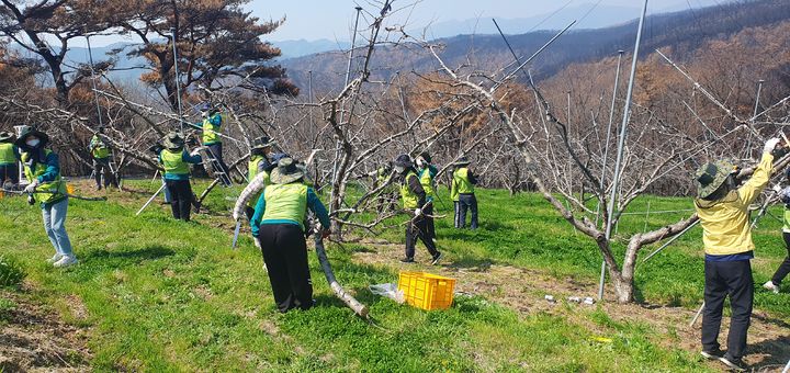  [안동=뉴시스] 지난 25일 경북교육청과 포항·영천·울진교육지원청 직원들이 영덕군의 한 과수원에서 일손 돕기 봉사활동을 벌이고 있다. 경북도도 다음달 1~16일 산불피해 지역에서 봉사활동을 벌인다. (사진=경북교육청 제공) 2025.04.25 photo@newsis.com *재판매 및 DB 금지