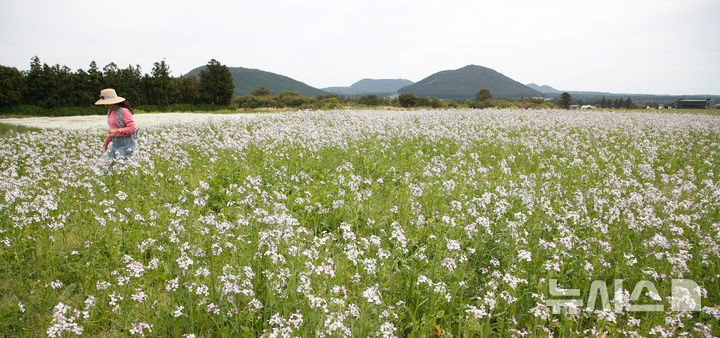 [서귀포=뉴시스] 우장호 기자 = 구름 낀 날씨를 보인 25일 오전 제주 서귀포시 표선면 보롬왓 농장에서 관람객들이 활짝 핀 알타리꽃을 배경으로 사진을 촬영하며 늦봄 정취를 만끽하고 있다. 2025.04.25. woo1223@newsis.com