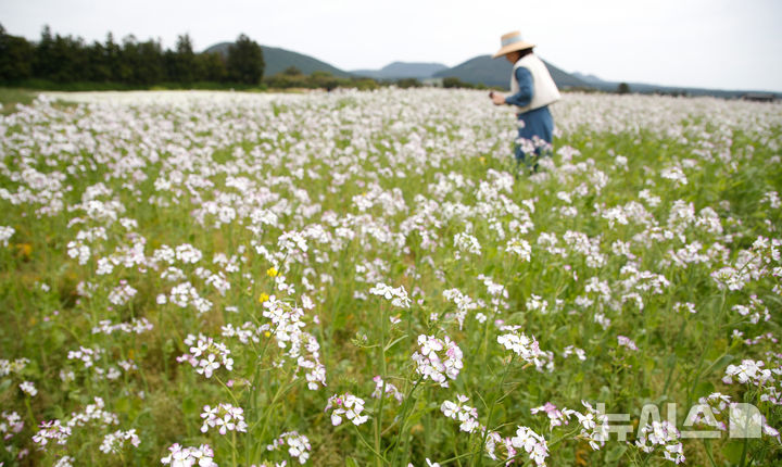 [서귀포=뉴시스] 우장호 기자 = 구름 낀 날씨를 보인 25일 오전 제주 서귀포시 표선면 보롬왓 농장에서 관람객들이 활짝 핀 알타리꽃을 배경으로 사진을 촬영하며 늦봄 정취를 만끽하고 있다. 2025.04.25. woo1223@newsis.com