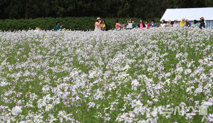 [서귀포=뉴시스] 우장호 기자 = 구름 낀 날씨를 보인 25일 오전 제주 서귀포시 표선면 보롬왓 농장에서 관람객들이 활짝 핀 알타리꽃을 배경으로 사진을 촬영하며 늦봄 정취를 만끽하고 있다. 2025.04.25. woo1223@newsis.com