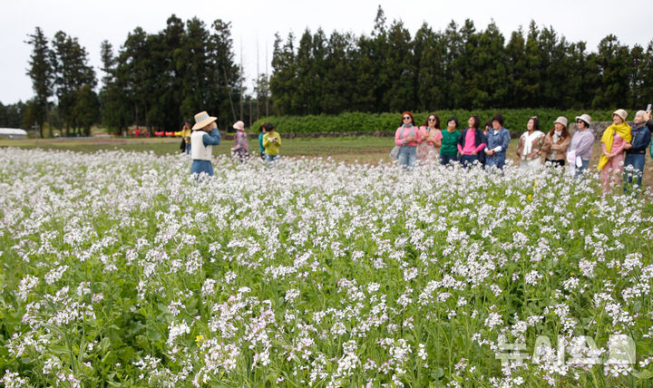 [서귀포=뉴시스] 우장호 기자 = 구름 낀 날씨를 보인 25일 오전 제주 서귀포시 표선면 보롬왓 농장에서 관람객들이 활짝 핀 알타리꽃을 배경으로 사진을 촬영하며 늦봄 정취를 만끽하고 있다. 2025.04.25. woo1223@newsis.com