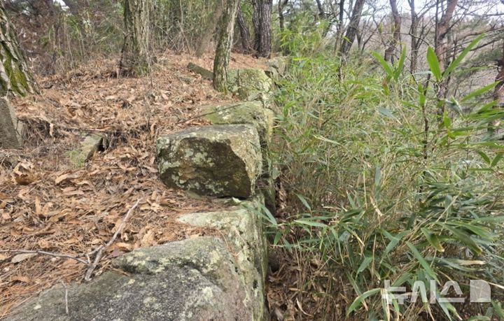 [포항=뉴시스] 송종욱 기자 = 포항시가 고려 때 축조한 '연일읍성(延日邑城)'을 국가유산 지정을 추진한다. 남구 연일읍 남성 2리에 위치한 연일읍성은 길이 2㎞, 높이 2.5m로 보존 상태가 양호해 국가유산 지정 가치가 높다. 사진은 연일읍성 북쪽 성벽 모습. (사진=포항시 제공) 2025.04.26. photo@newsis.com