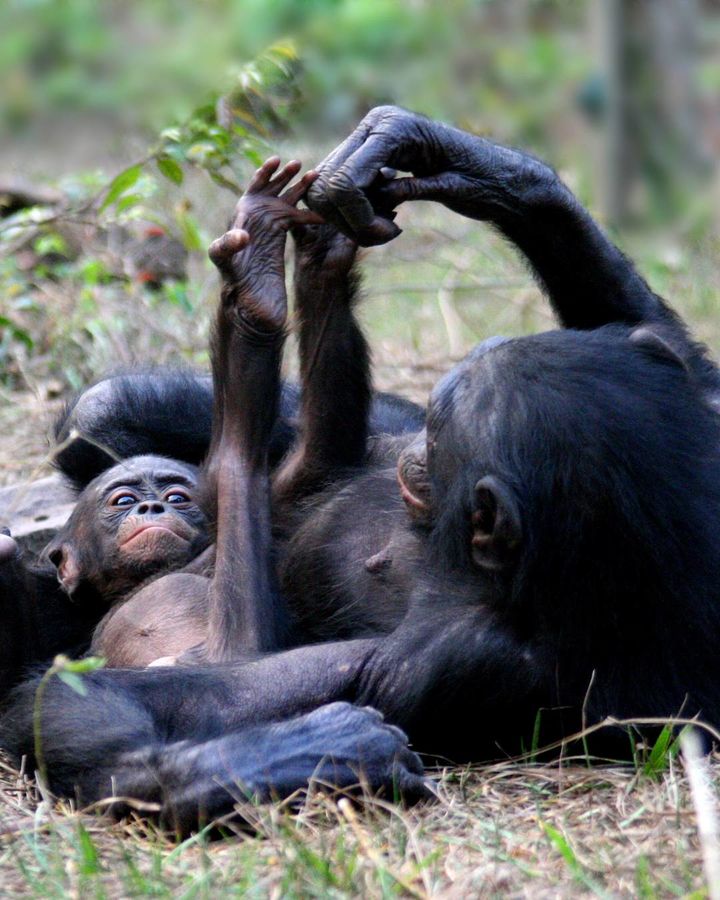 [서울=뉴시스] 사람과 가장 비슷한 영장류 보노보의 모습이다 (사진=페이스북 캡쳐) 2025.04.27. photo@newsis.com *재판매 및 DB 금지