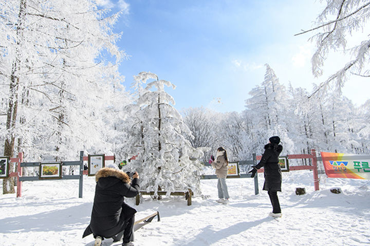 함백산 만항재 설경.(사진=정선군 제공) *재판매 및 DB 금지