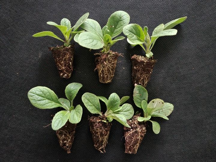 지황 기계심기용 모종.(사진 : 농촌진흥청 제공) 2025.4.27. *재판매 및 DB 금지