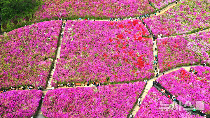 [군포=뉴시스] 김종택 기자 = 휴일인 27일 경기 군포시 산본동 철쭉동산을 찾은 시민들이 울긋불긋 활짝 핀 철쭉 사이를 거닐며 봄기운을 만끽하고 있다. 2025.04.27. jtk@newsis.com