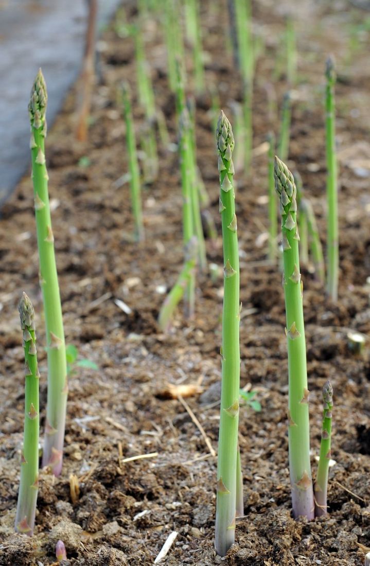 [양구=뉴시스] 28일 양구군은 올해 50개 농가 총 25.1ha에서 약 235톤을 수확해, 약 21억 원의 소득을 올릴 것으로 기대된다 고 밝혔다. 양구군 제공. *재판매 및 DB 금지