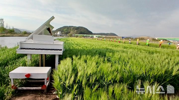[김해=뉴시스]김해 조만강 3만㎡ 청보리밭 전경. (사진=김해시 제공). 2025.04.28. photo@newsis.com