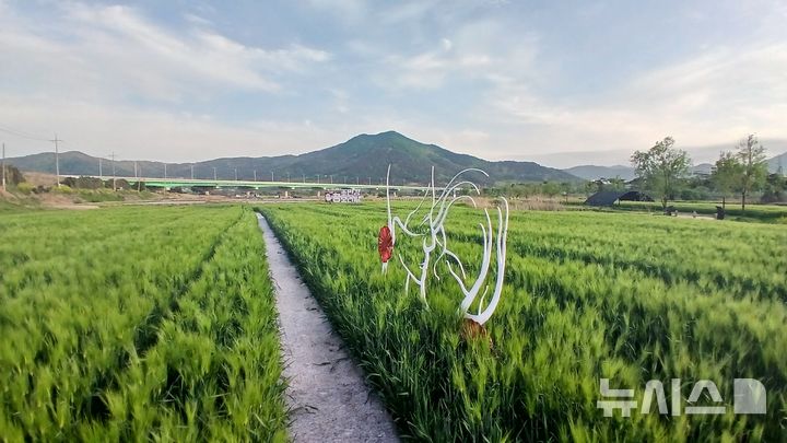 [김해=뉴시스]김해 조만강 3만㎡ 청보리밭 전경. (사진=김해시 제공). 2025.04.28. photo@newsis.com
