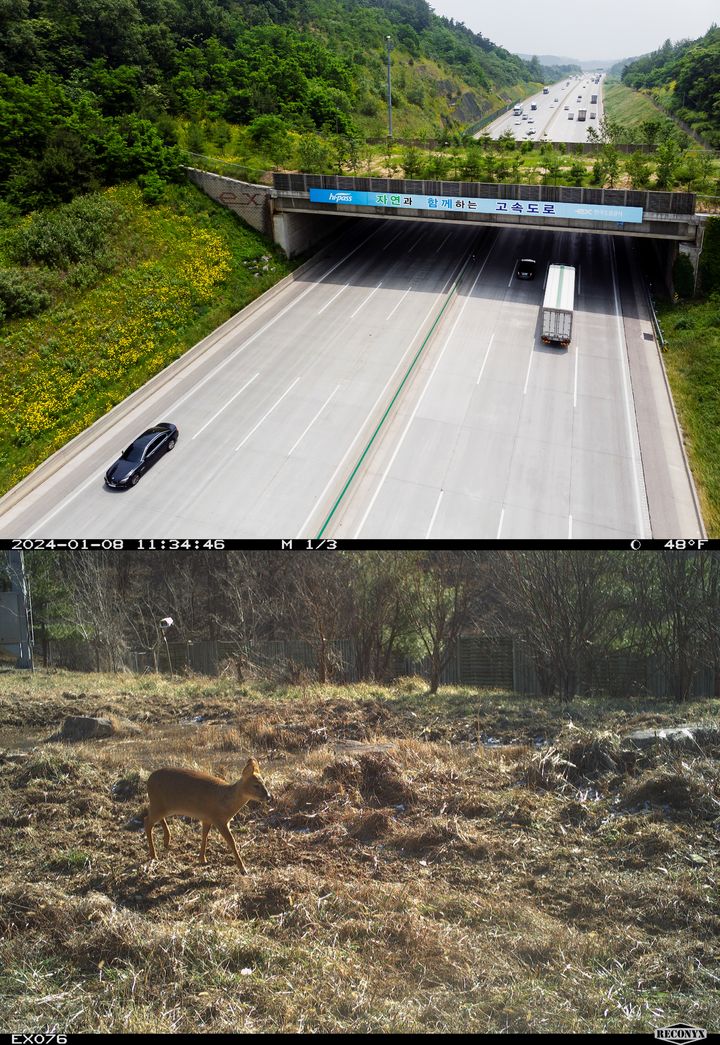 [서울=뉴시스] 호남고속도로의 육교형 생태통로(위)와 생태통로에서 포착된 고라니의 모습. 2025.04.28. (사진=한국도로공사 제공) photo@newsis.com *재판매 및 DB 금지