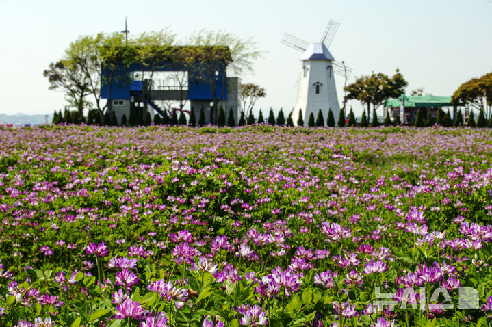 [사천=뉴시스] 차용현 기자 = 경남 사천시 대표 관광지인 무지갯빛 해안도로 인근에 보랏빛 자운영이 활짝 꽃망울을 터뜨리면서 이곳이 봄철 포토 명소로 각광 받고 있다. 2025.04.28.(사진=사천시 제공)photo@newsis.com