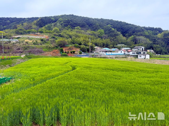 사진은 통영시 한산도 대고포마을 청보리밭 (사진=뉴시스 DB) 2025.04.28. photo@newsis.com