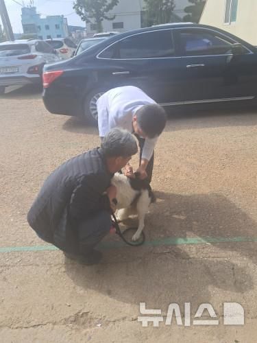 [안산=뉴시스] 공수의사가 반려동물 광견병 예방접종을 하고 있다. (사진=안산시 제공) 2025.04.28. photo@newsis.com