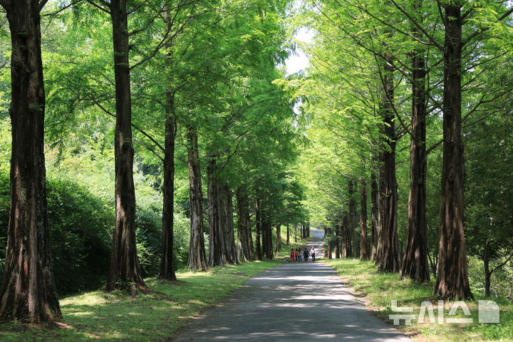 [진주=뉴시스]경상남도수목원의 메타세쿼이아 가로수길 6월 풍경.(사진=경상남도산림환경연구원 제공) 2025.04.28. photo@newsis.com