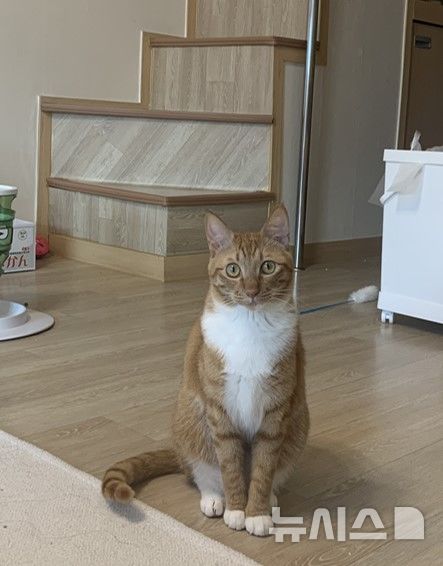 [서울=뉴시스] 말보다는 동작이 낯선 고양이의 관심을 더 잘 끌 수 있다는 연구 결과가 나왔다. (사진=독자제공)