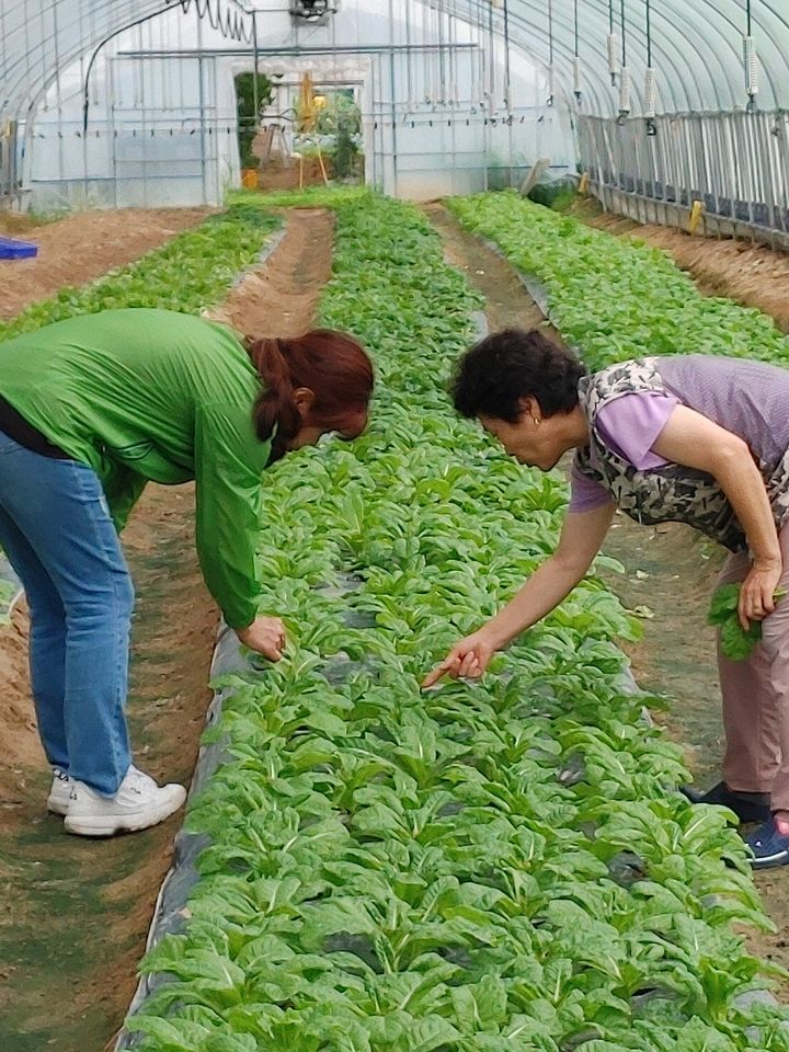 [거창=뉴시스] 거창지역자활센터 영농사업단 (사진=거창군 제공) 2025. 04. 28. photo@newsis.com&nbsp; *재판매 및 DB 금지