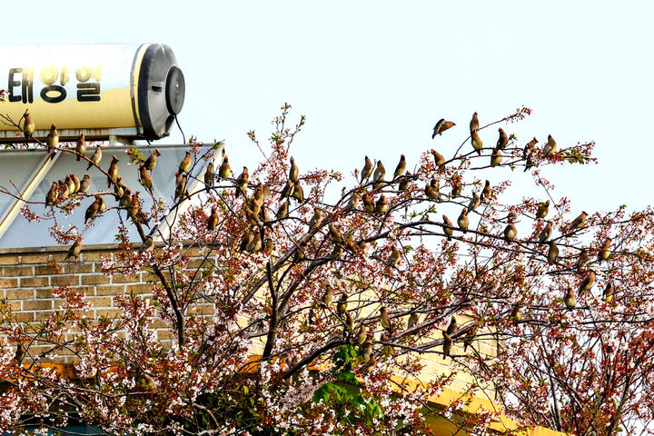 [울산=뉴시스] 울산시는 울주군 해안가에서 세계자연보전연맹 준위협종(NT)인 국제보호조 ‘홍여새’ 200여 마리가 관찰됐다고 29일 밝혔다. (사진= 사진작가 윤기득 씨 제공) 2025.04.29.photo@newsis.com *재판매 및 DB 금지