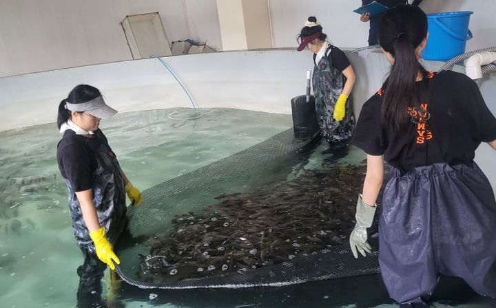 [부산=뉴시스] 남해안 가두리 양식장에서 벤자리의 현장시험 양식을 위한 분양 작업이 진행되고 있다. (사진=국립수산과학원 제공) 2025.04.29. photo@newsis.com *재판매 및 DB 금지