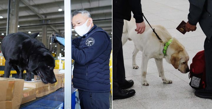 [인천=뉴시스] 마약 탐지견 이프(수컷·3세), 루카(수컷·1세)가 항만을 통해 들어오는 여행자와 화물을 대상으로 단속을 벌이고 있다. (사진=인천세관 제공) 2025.04.29. photo@newsis.com *재판매 및 DB 금지