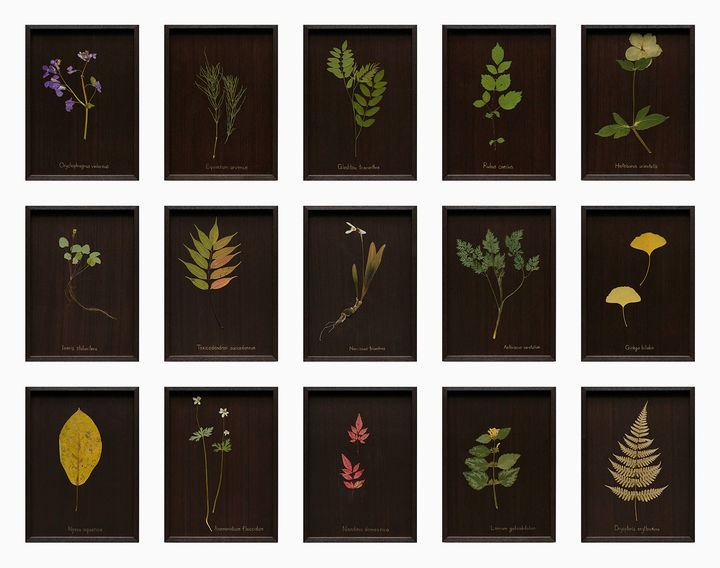 최재은 〈우리가 처음 만났을 때〉 2024 Pressed flowers on 15 urushi lacquered wood panel, framed 15 pieces, 31 x 22.6 x 3 cm each panel Courtesy of the artist and Kukje Gallery 사진: 전병철 이미지 제공: 국제갤러리 *재판매 및 DB 금지