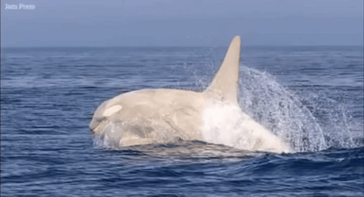 [서울=뉴시스] 일본 홋카이도 연안에서 매우 보기 드문 희귀종인 '흰 범고래'의 모습이 포착됐다. (사진=뉴욕포스트) *재판매 및 DB 금지