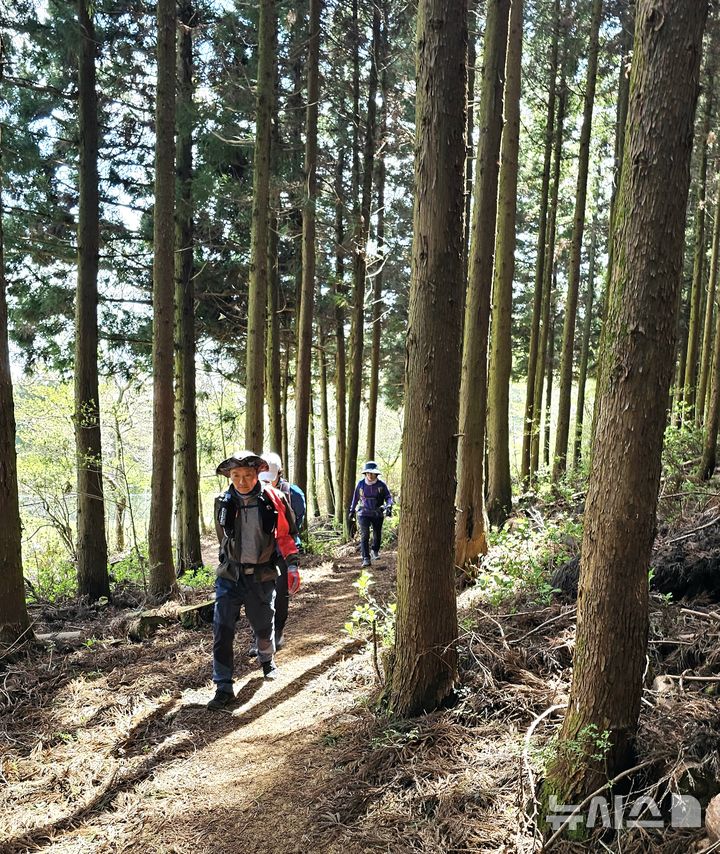 [제주=뉴시스] 임재영 기자 = 13일 오전 오름(작은 화산체) 탐방객들이 삼나무가 있는 제주시 아라동 삼의악 둘레길을 걷고 있다. 제주도는 빽빽하게 자란 삼나무에 대해 간벌 형태로 벌목작업을 진행해 다양한 생물이 서식하는 생태계 환경을 조성한다. (사진은 기사와 직접 관련이 없습니다.) 2025.04.29. ijy788@newsis.com 