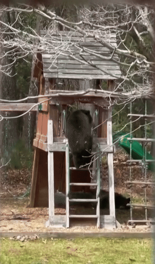 [코네티컷=AP/뉴시스] 미국에서 야생 곰 한 마리가 주택가 놀이터에 나타나 자연스럽게 미끄럼틀을 타는 놀라운 모습이 포착됐다. *재판매 및 DB 금지