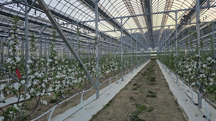 [진주=뉴시스]경남농업기술원, 스마트 비가림시설 사과나무 개화 모습.(사진=경남농업기술원 제공).2025.04.29.photo@newsis.com *재판매 및 DB 금지