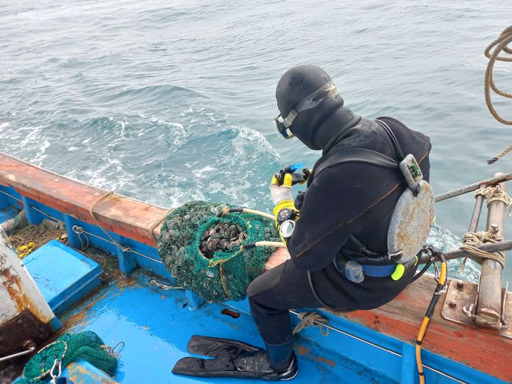 [양양=뉴시스] 양양군이 전복을 방류하고 있다.(사진=양양군 제공)photo@newsis.com *재판매 및 DB 금지