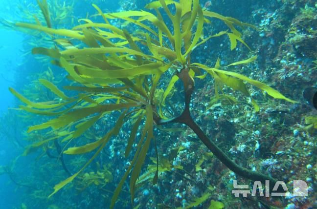 [서울=뉴시스] 5월 해양생물. 