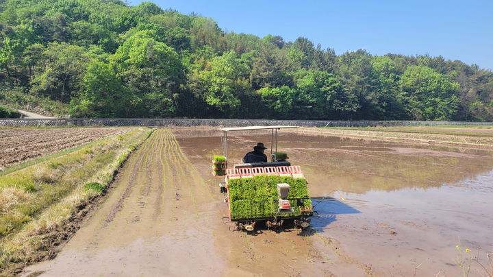 [진주=뉴시스]진주시 정촌면 고미마을서 첫 모내기.(사진=진주시 제공).2025.04.30.photo@newsis.com *재판매 및 DB 금지