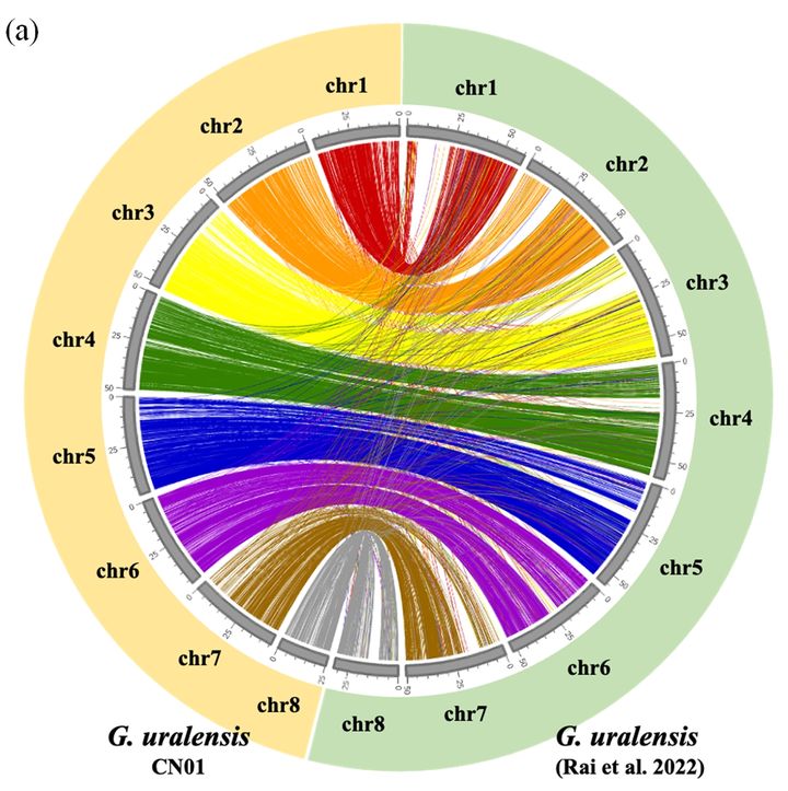 [세종=뉴시스] 농촌진흥청은 민·관·학 협업을 통해 대표 약용작물 '감초'의 유전체를 해독하고 품종 진화의 실체를 밝히는 데 성공했다고 30일 밝혔다. 사진은 감초 종 사이 유전체 비교 관련. (사진=농진청 제공) 2025.04.30. photo@newsis.com, *재판매 및 DB 금지