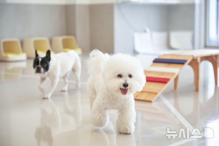 [서울=뉴시스] 하울팟. (사진= 대교그룹 제공)