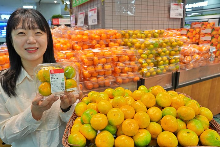 [서울=뉴시스] 롯데마트가 올해 수확한 하우스 감귤을 이르게 선보인다고 1일 밝혔다. (사진=롯데마트 제공) *재판매 및 DB 금지
