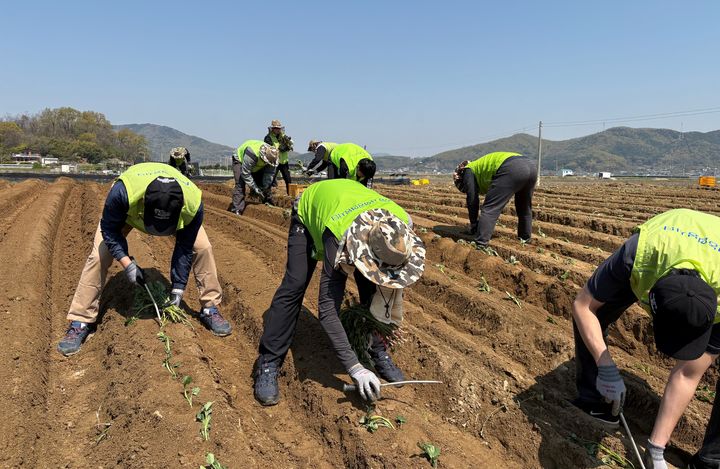 농협경제지주는 영농철을 맞아 일손 부족을 겪고 있는 전국 각지의 농촌에 일손 돕기에 나섰다고 30일 밝혔다. (사진 = 농협 제공) 2025.04.30.&nbsp; *재판매 및 DB 금지