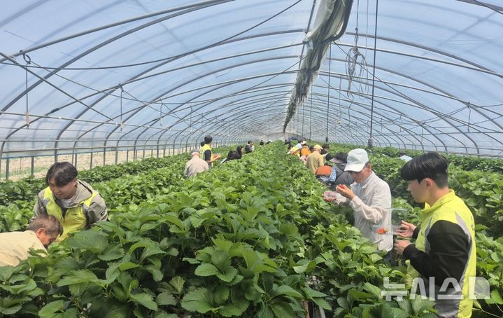 [거창=뉴시스]경남에너지 직원들이 지난 29일 경남시각장애인복지연합회 함양군지회 소속 시각장애인 30여 명과 함께 거창숲옛마을 딸기하우스에서 딸기 따기 체험 활동을 돕고 있다.(사진=경남에너지 제공) 2025.04.30. photo@newsis.com