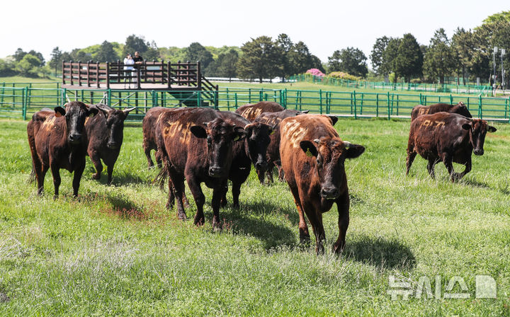 [제주=뉴시스] 우장호 기자 = 30일 오후 제주시 용강동 제주마 방목지에 국가지정 천연기념물인 제주흑우 10마리가 시범 방목돼 초지에서 먹이활동을 하고 있다.&nbsp;&nbsp; 제주흑우는 기원전부터 제주에서 사육된 것으로 알려진 고유 재래종으로, 2013년 7월 천연기념물로 지정된 이후 축산생명연구원에서 보호·관리되고 있다. 이번 시범 방목은 제주흑우의 보존가치를 높이고, 도민과 관광객에게 제주의 독특한 목축문화유산을 소개하기 위해 처음 마련된 것이다. 2025.04.30. woo1223@newsis.com