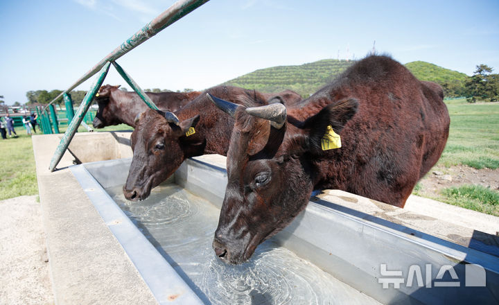 [제주=뉴시스] 우장호 기자 = 30일 오후 제주시 용강동 제주마 방목지에서 방목된 국가지정 천연기념물인 제주흑우가 물을 마시고 있다.제주흑우는 기원전부터 제주에서 사육된 것으로 알려진 고유 재래종으로, 2013년 7월 천연기념물로 지정된 이후 축산생명연구원에서 보호·관리되고 있다. 이번 시범 방목은 제주흑우의 보존가치를 높이고, 도민과 관광객에게 제주의 독특한 목축문화유산을 소개하기 위해 처음 마련된 것이다. 2025.04.30. woo1223@newsis.com